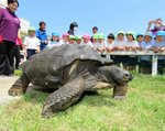 【ウェブ早出し】だいちくん、夏の住まいへお引っ越し アルダブラゾウガメ、米子で園児飼育