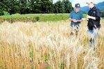 新温泉で町産町消 耕作放棄地で小麦栽培 地域おこし協力隊員ら