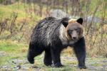 クマ出没、例年より増加か