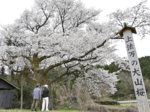 「上法万の大山桜」満開 樹勢回復取り組み、往時と変わらない姿に安堵