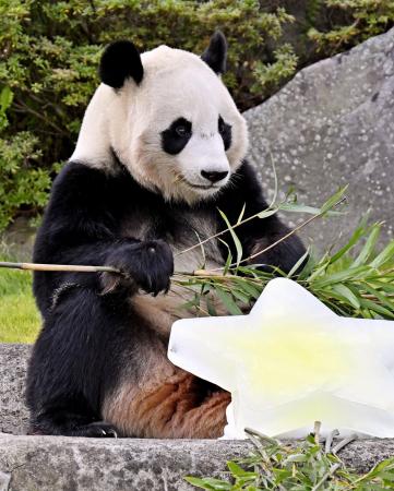 和歌山パンダ、6月28日に返還