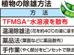 おしべ除去簡略化成功 双子葉植物の自家受粉防止作業 多種に有効、大量交配可能に