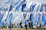 宮城で青いこいのぼりの祭り