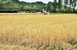 麦の穂 黄金の輝き 鳥取県中部 収穫始まる