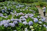 あじさい公園 3千株が咲き誇る
