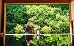 【新着】照る青葉、生命力まばゆく 紅葉名所の豊岡・安国寺「青ドウダンツツジ」16日から一般公開