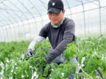 トマト農家に外国人材 日南町でも県モデル事業