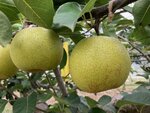 【ウェブ早出し】青梨「鳥園L(とりえんえる)」登録出願 鳥取県が農水省に、独自開発の新品種