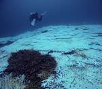 サンゴ、7海域で白化し面積減少