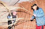 屋根ふき替えに備え カヤのふく取り手際よく おじろドームで古代体験の森