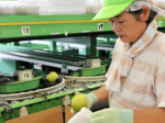 米国向けの二十世紀梨出荷始まる 倉吉、国内販売より一足早く