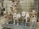 保護犬猫の一時収容施設、新たに建設へ