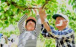 【ウェブ早出し】100年の重み、手を伸ばし体感 湯梨浜・東郷小児童が二十世紀梨百年樹で袋かけ