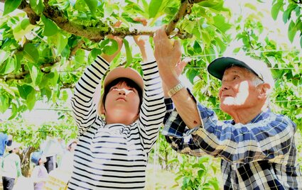 【ウェブ早出し】100年の重み、手を伸ばし体感 湯梨浜・東郷小児童が二十世紀梨百年樹で袋かけ