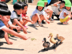 園児の愛情でスクスク 育てたアイガモが卒園 明星こども園