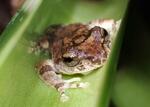 立つ子ガエル、水を濁さず
