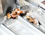 カメムシ多数越冬 暖冬影響、平年上回る 果樹被害に注意