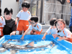 海の生き物に触れて親しむ 小代こども園 とと活隊が企画