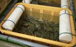 ワタリガニ「岬ガザミ」完全養殖に挑戦