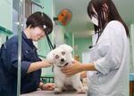 劣悪環境で育った保護犬、高校生が愛情注ぐ