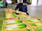 「伯州美人」 出荷本格化 県西部特産 GI登録の白ネギ