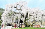 春らんまん2024 天空より降り注ぐ 新温泉・泰雲寺