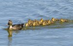 貴重なアイドル発見! 米子水鳥公園でカルガモ親子今季初確認