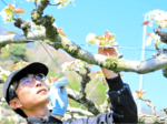 一つ一つ丁寧に 二十世紀梨、交配作業ピーク 湯梨浜