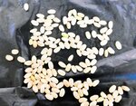 美方郡の農家、収入減懸念 コメの高温障害で1等米比率低下 「収穫諦めかけた」の声も