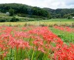 【東日本大震災13年】郷愁のヒガンバナ、未来へ