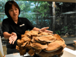 巨大キノコ間近に 「オオミヤマトンビマイ」 県内3例目、県博に標本