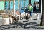 動物と親しめる江戸川区の行船公園 風光明媚な日本庭園も
