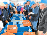漁獲量増も単価低く 但馬の11月ズワイガニ水揚げ 北陸も豊漁 過去10年の中央値