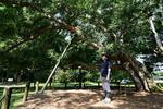 開園100年の植物園に未知の危機もたらす気候変動