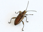 「湿地の宝石」朝来で確認 準絶滅危惧種 キンイロネクイハムシ 但馬では67年ぶり発見