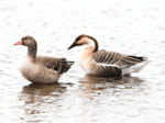 珍鳥2羽が飛来 米子水鳥公園 ハイイロガンとサカツラガン