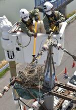 「ポイ活アプリ」で鳥の巣調査