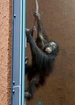オランウータン新施設で生き生き