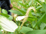 県準絶滅危惧に指定 希少 ハンゲショウの花 国府・美歎水源地水道施設 群生地で見頃