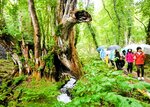際立つ新緑、香り堪能 たじま高原植物園・森林浴さんぽ 間伐材活用したお茶試飲も