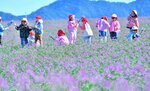 薄紫の「じゅうたん」 福部 ラッキョウの花見頃