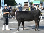 和牛は伯耆町木嶋さんが連覇 鳥取県畜産共進会