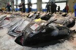 【ウェブ早出し】大型ずらり、クロマグロ初水揚げ 境漁港、市場は活気 1982年以降で最も早く
