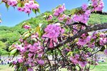 鳥取と岡山つなぐ菊桜 ハスのお礼で久松公園に植樹