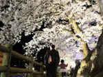 闇夜に浮かぶ桜 鳥取城跡と袋川周辺