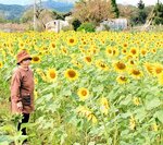 11月に満開ヒマワリ!? 日高の休耕田で住民ら栽培