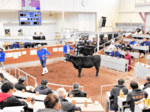 和子牛平均価格、今年最高に 枝肉相場上昇が後押し 琴浦・競り市