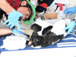 コウノトリのひな足環装着 北栄3羽と大山2羽