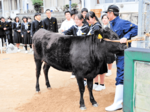 本物触って特徴学ぶ 夢が丘中で但馬牛授業