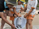 「大きく育って」 園児らヒラメの稚魚放流 賀露みなと海水浴場